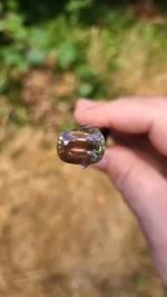 8.43ct Oregon Sunstone Gem (14.4 x 10.9mm) – Dust Devil Mine, Mystique Green & Peach with Copper Schiller - Image 2